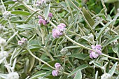 PHLOMIS PURPUREA