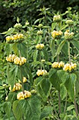 PHLOMIS RUSSELLIANA