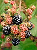 BLACKBERRY (RUBUS FRUTICOSA)