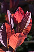 COTINUS COGGYGRIA ROYAL PURPLE