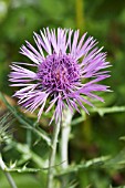 GALACITES TOMENTOSA