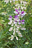 LUPINUS ARBOREUS BLUE FORM