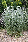 LYCHNIS CORONARIA ALBA