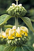 PHLOMIS RUSSELLIANA