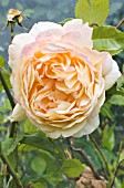 ROSA GOLDEN CELEBRATION (AUSGOLD)