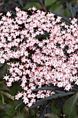 SAMBUCUS NIGRA BLACK LACE