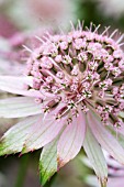 ASTRANTIA BUCKLAND