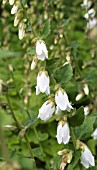 CAMPANULA ALLIARIFOLIA