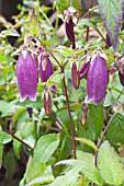 CAMPANULA PUNCTATA F. RUBRIFLORA