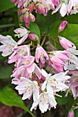 DEUTZIA X HYBRIDA STRAWBERRY FIELDS