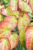 EPIMEDIUM RUBRUM