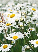 LEUCANTHEMUM VULGARE