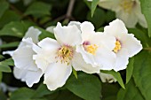 PHILADELPHUS BELLE ETOILE