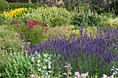 LAVANDULA, PENSTEMON, NEPETA & LYSIMACHIA