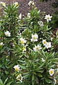 CARPENTERIA CALIFORNICA (AGM)