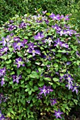 CLEMATIS BONANZA(EVIPO031)