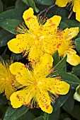 HYPERICUM CALYCINUM