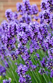 LAVANDULA HIDCOTE