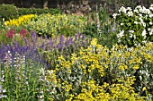 PHILADELPHUS, BRACHYGLOTTIS, LAVANDULA, NEPETA & LYSIMACHIA,