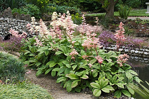 RODGERSIA_PINNATASUPERBA