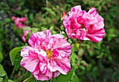 ROSA MUNDI (GALLICA VERSICOLOR)