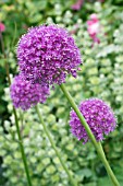 ALLIUM LUCY BALL