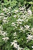 ASTILBE BRIDAL VEIL