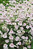 ASTRANTIA BUCKLAND