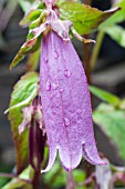 CAMPANULA PUNCTATA RUBRIFLORA