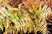 DRYOPTERIS ERYTHROSORA