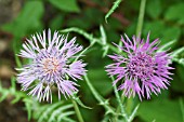 GALACITES TOMENTOSA