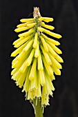 KNIPHOFIA YELLOW HAMMER