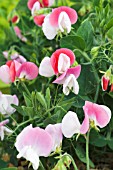 LATHYRUS PINK CUPID