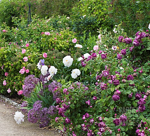 OLD_FASHIONED_ROSES_WITH_PEONY__ALLIUM