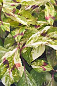 PERSICARIA PAINTERS PALETTE