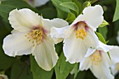 PHILADELPHUS BELLE ETOILE