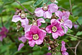 RUBUS ODORATUS X TRIDEL