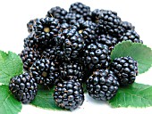 BLACKBERRY (RUBUS FRUTICOSA)