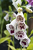 DIGITALIS PURPUREA GLITTERING PRIZES MIXED