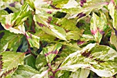 PERSICARIA PAINTERS PALETTE