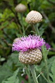 STEMMACANTHA RHAPONTICA