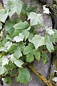 VITIS VINIFERA DUSTY MILLER