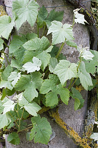 VITIS_VINIFERA_DUSTY_MILLER