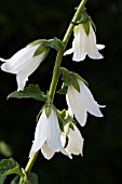 CAMPANULA ALLIARIIFOLIA