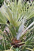 CHAMAEROPS HUMILIS