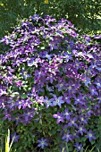 CLEMATIS BONANZA(EVIPO031)