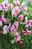 CYTISUS PINK LION