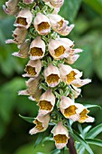 DIGITALIS FERRUGINEA