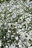 GYPSOPHILA ELEGANS COVENT GARDEN