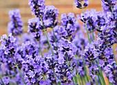 LAVANDULA HIDCOTE